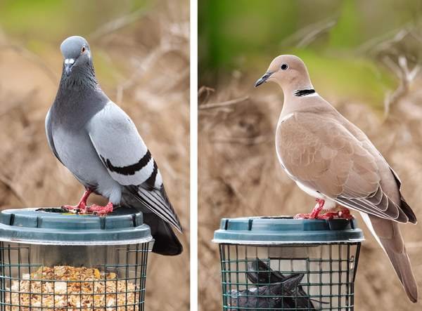 Mourning dove perched on a bird feeder, picking at seeds and a rock pigeon scavenging for scraps in a garbage can