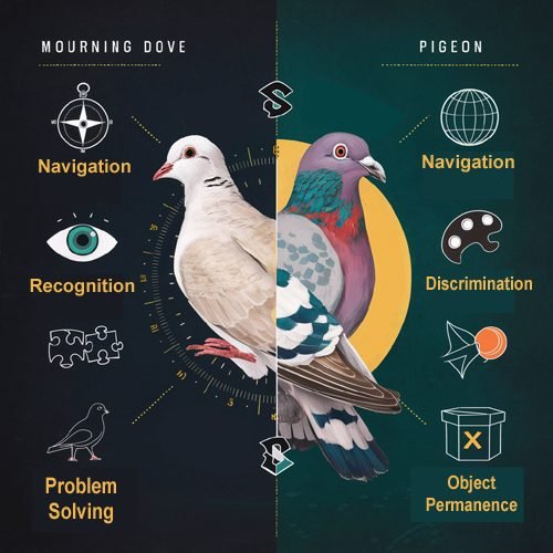 Mourning doves over pigeon- Intelligent