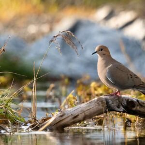 South Carolina Doves: 2024 Season For Migratory Game Bird Hunting