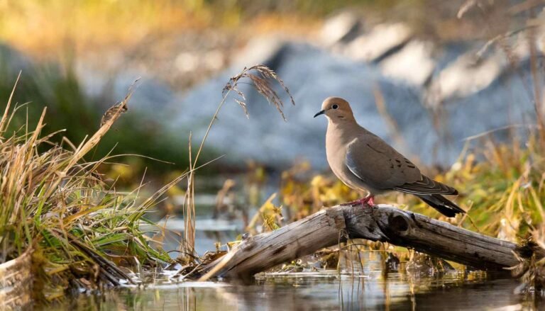 Immerse Yourself in Nature: Arizona's Dove Hunting Adventures