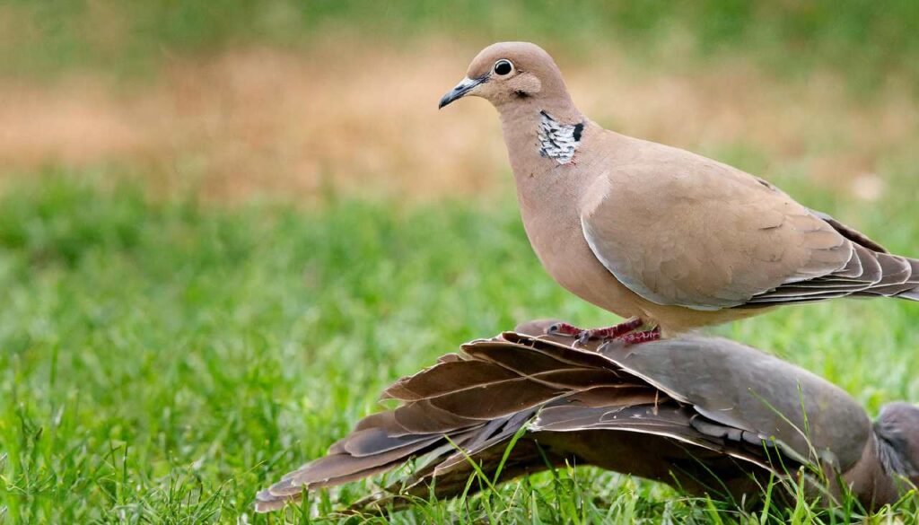 Arkansas Dove Season 2024 Jean Patrice