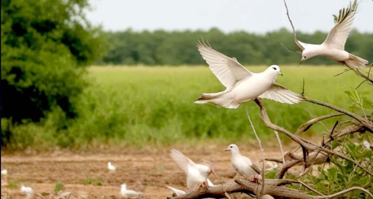 Connecticut's Natural Wonders: Uncover Dove Season Thrills