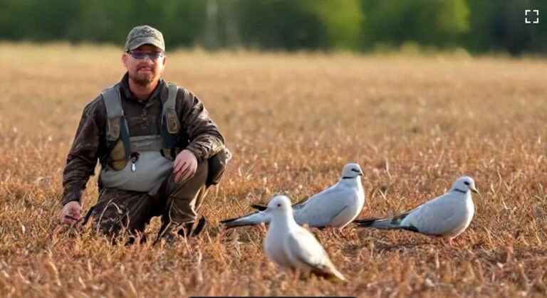 Delve into Delaware's Nature: Explore Dove Hunting Gems