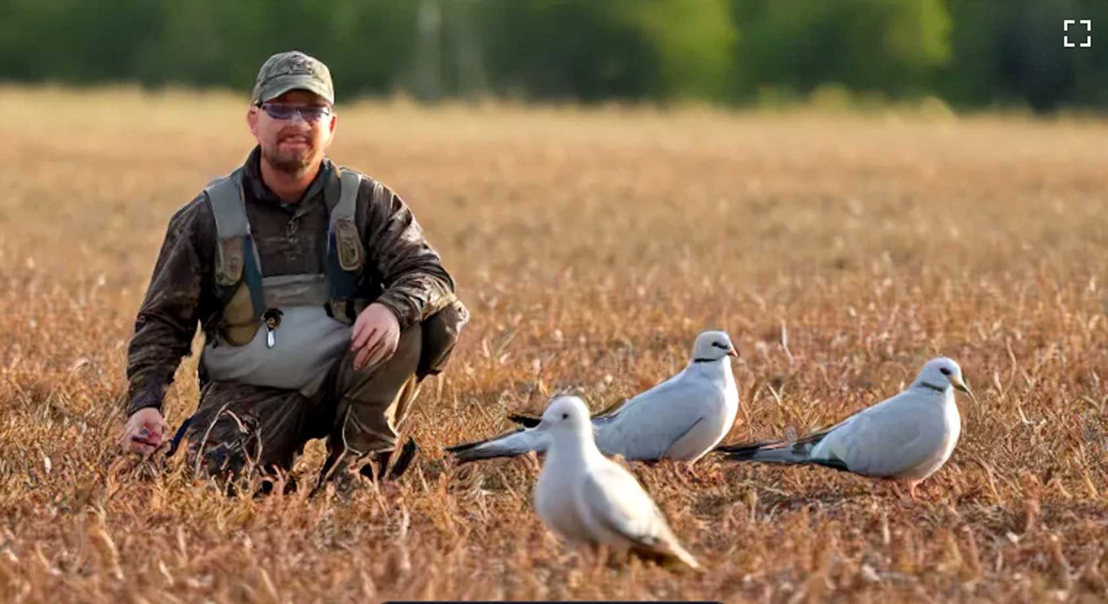 Delve into Delaware's Nature: Explore Dove Hunting Gems