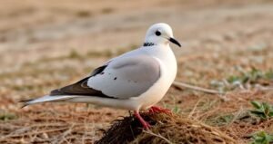 Florida's Wildlife Wonders: Embark on Dove Hunting Expeditions