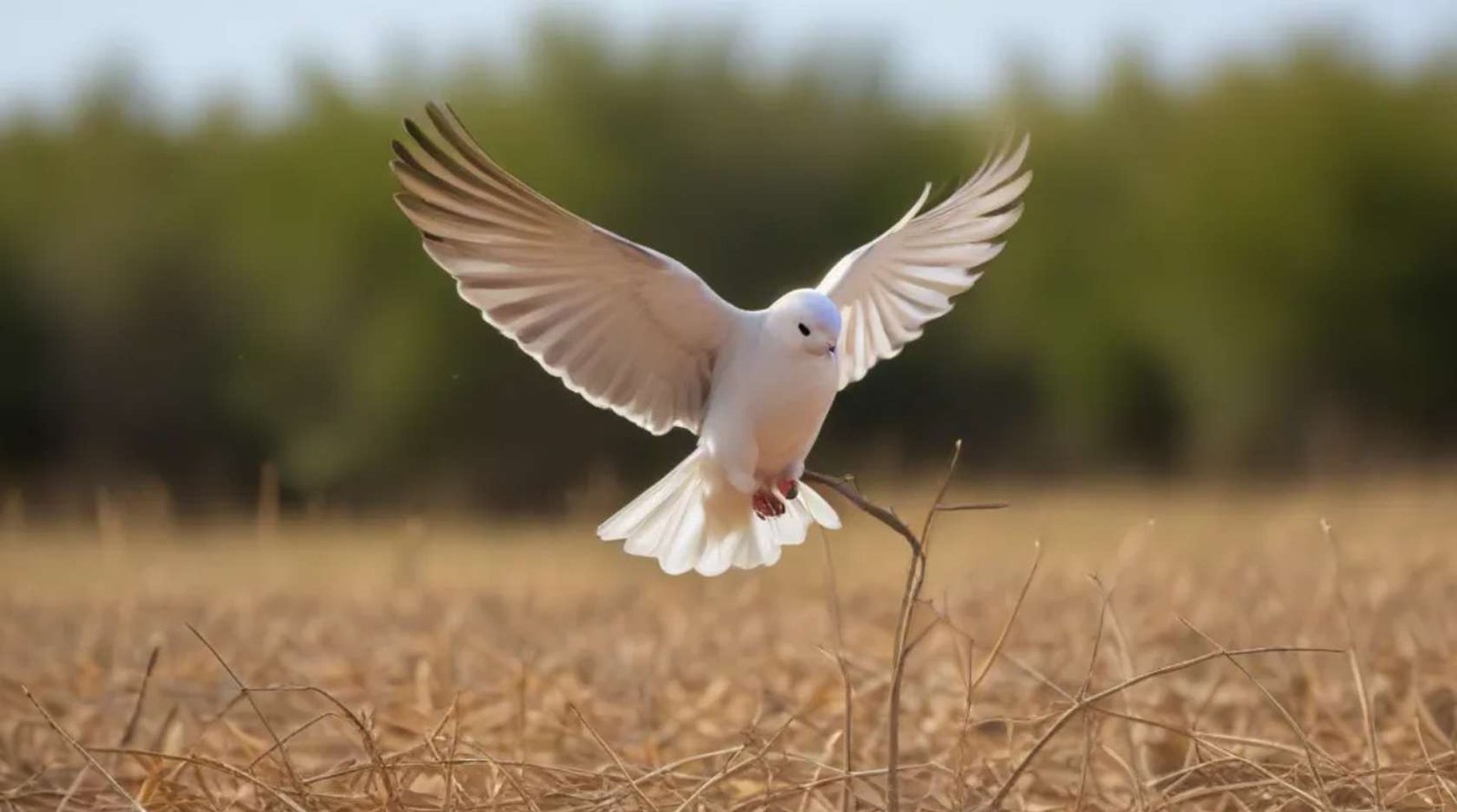 Explore Idaho's Prime Dove Hunting Opportunities