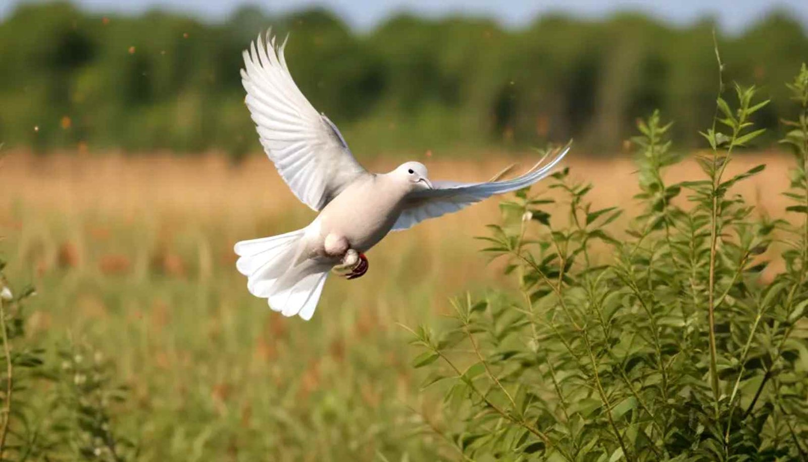 Gear Up and Go Dove Hunting in Illinois Exploring The Season