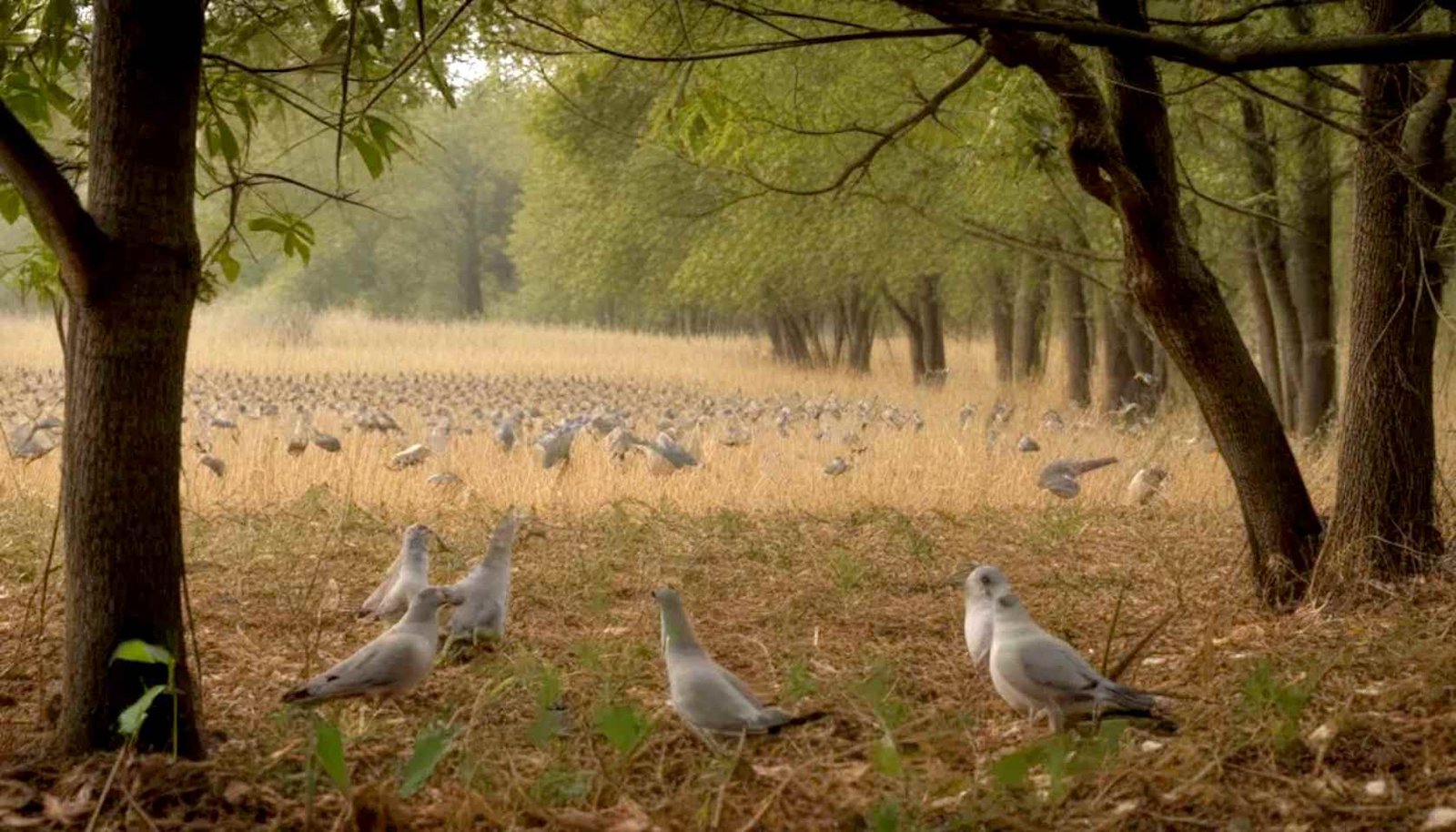 Indiana's Avian Adventures: Exploring the Dove game in the state