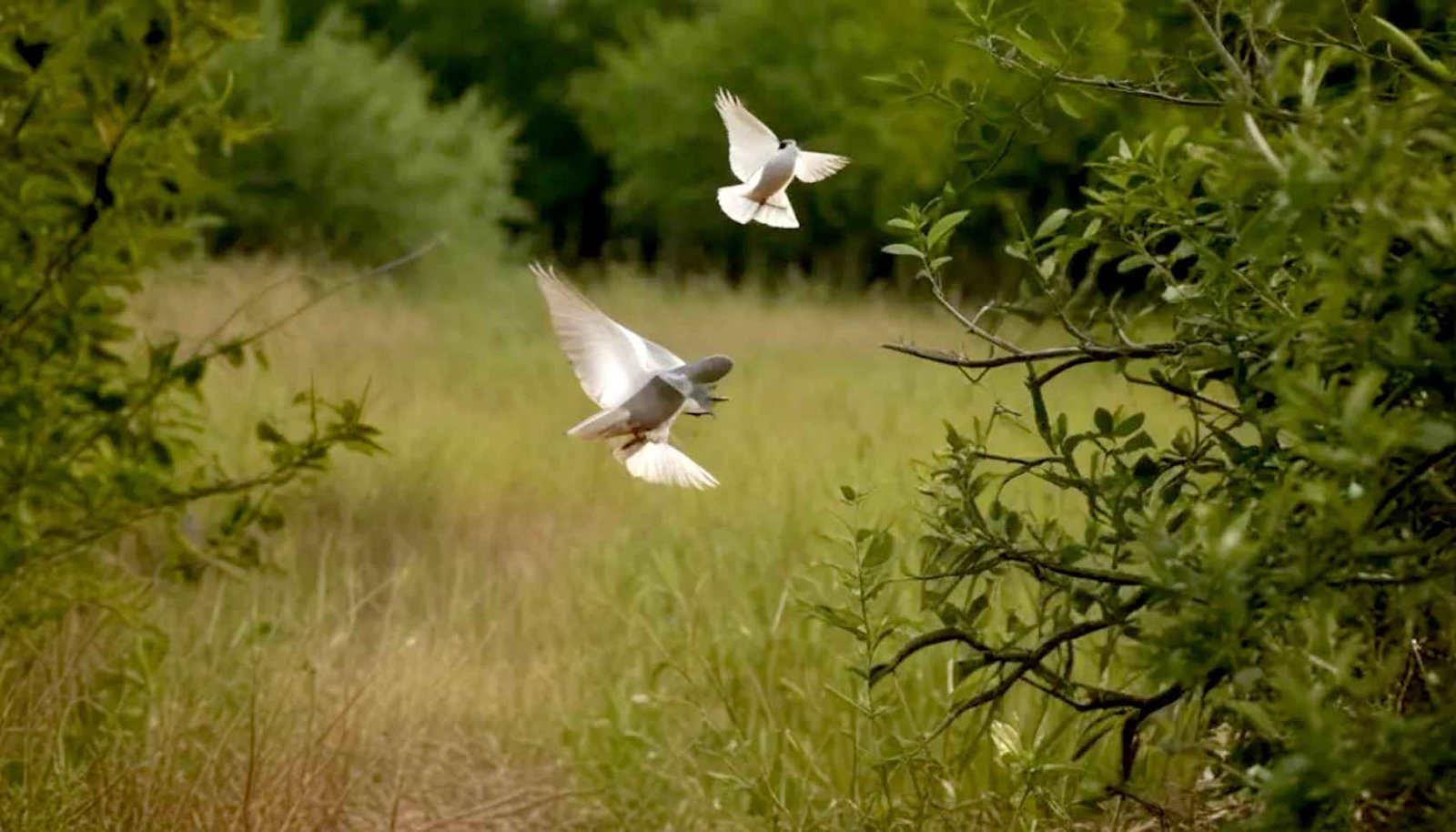 Opportunities to hunt doves in Iowa for hunters of all ages and skill levels
