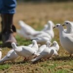 Hunters in Kentucky eagerly await the dove season.