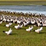 What day does dove season start in Louisiana