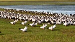 What day does dove season start in Louisiana