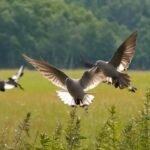 Dove game Schedule in Maine