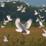 A Look at Maryland Dove Game Schedule