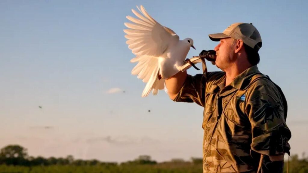 Dove Season Mississippi 2024 Sandi Elenore