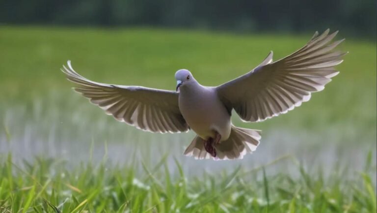 New York Doves: Season Updates For These Migratory Bird Hunting