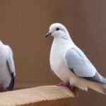 🕊️ Arizona's 2025-2026 Wingshooter Welcome: Your Desert Dove Primer