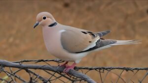 Understanding Season Schedule for Hunting Doves in South Carolina