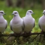 Dove Games in Wisconsin: Season Participation in Migratory Bird Hunting