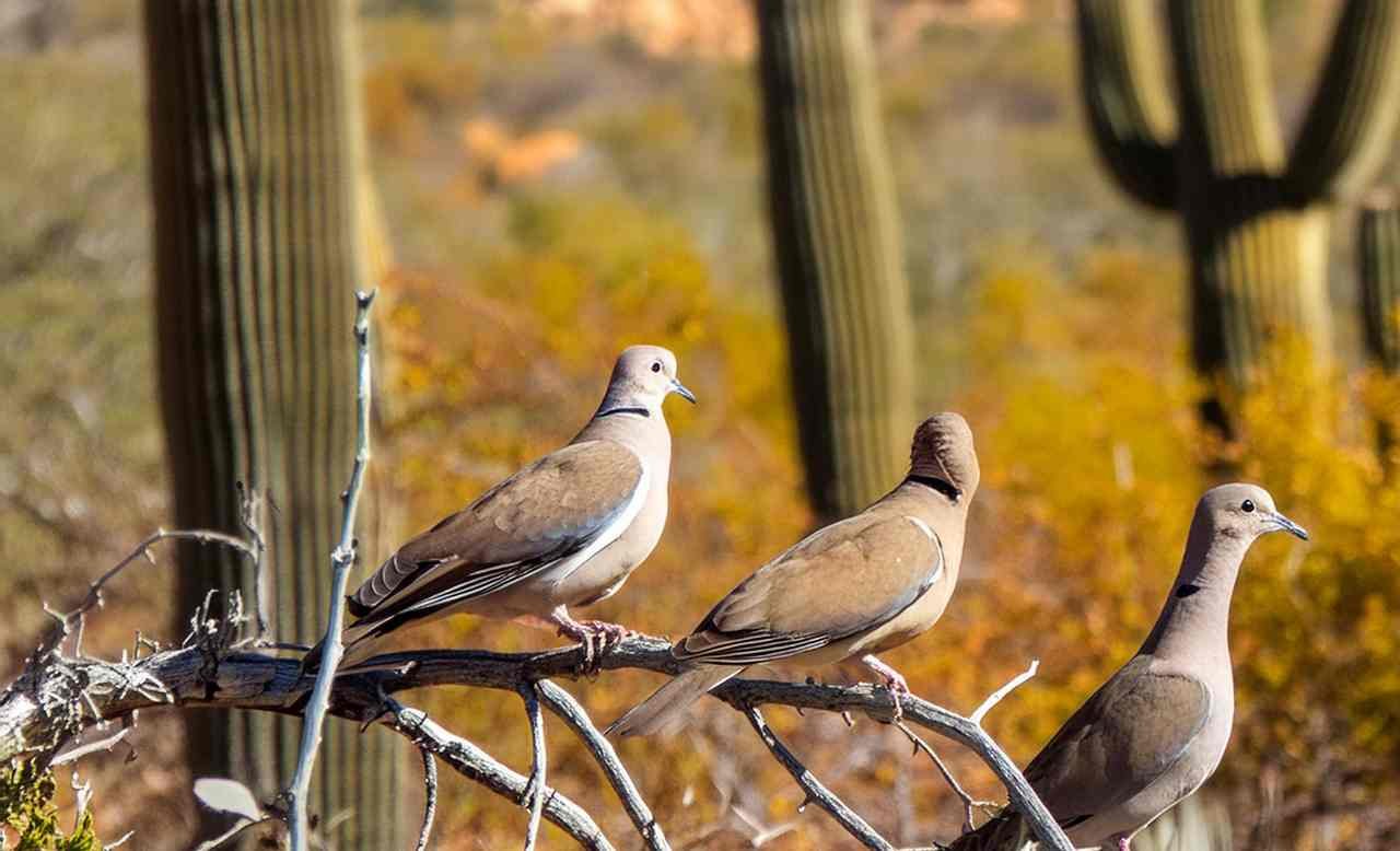 A Comprehensive Guide to Hunting Doves in Desert Regions