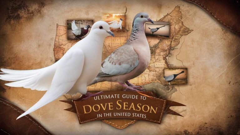 All-Inclusive Guide to United States Dove Game Season