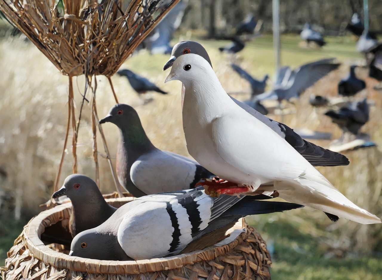 Dove Decoys-The Ultimate Guide to Flocking Success2