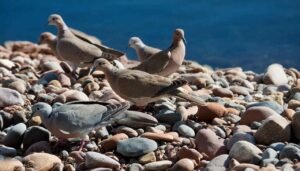 Doves of North America