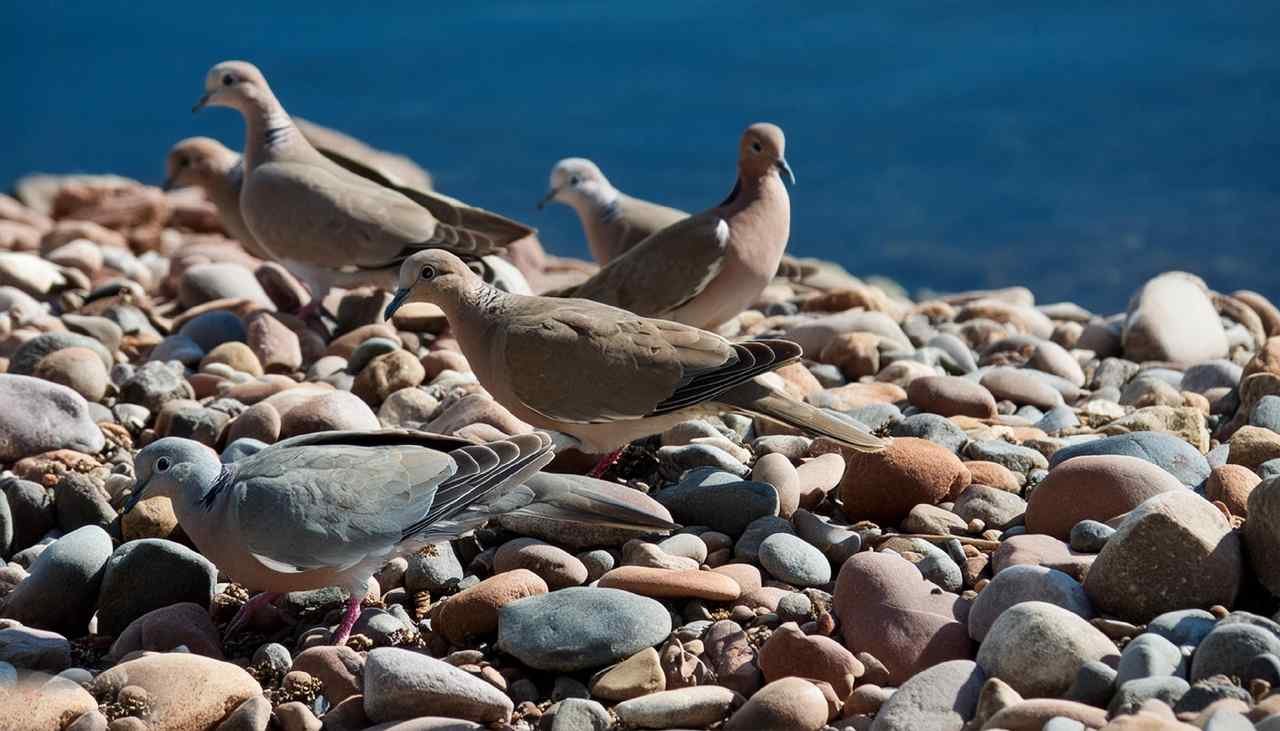 Doves of North America