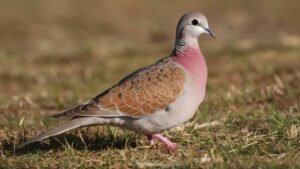 How Doves Use Their Senses to Fool Hunters