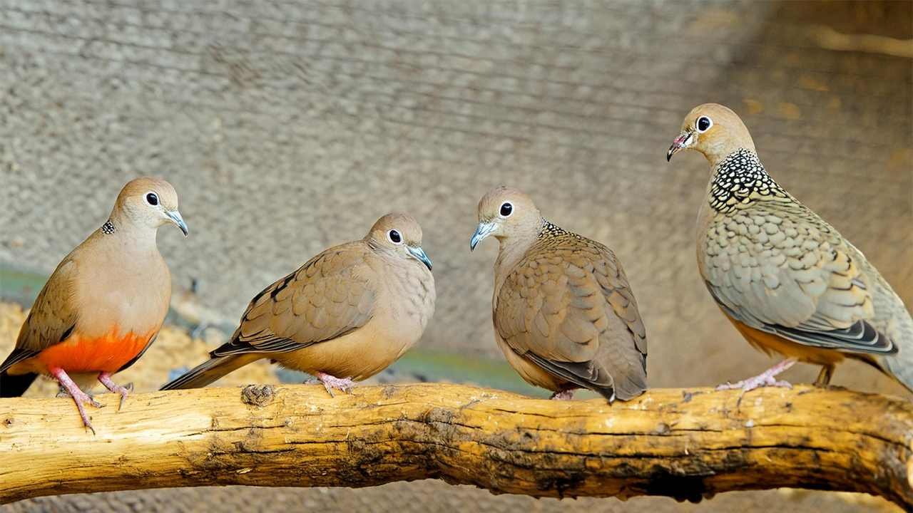 In North America, you can commonly encounter various dove species including the Mourning Dove, inca dove,white-winged dove, common ground dove,rock dove