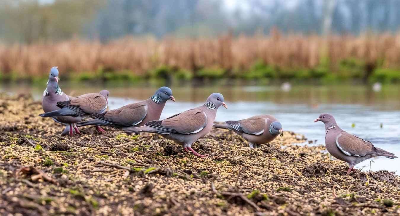 Proven Strategies for Dove Hunting in Wetlands