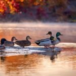 AGFC updates on Duck hunting regulations and conservation efforts