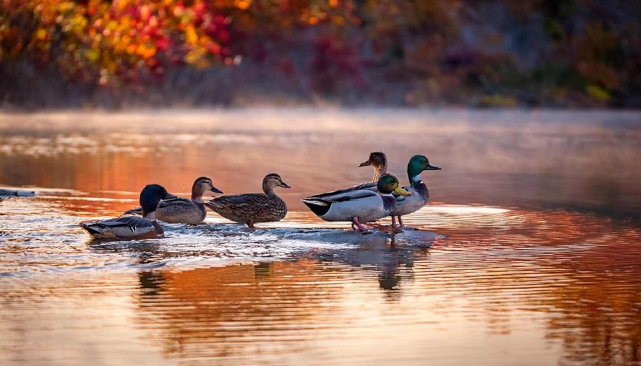 Arkansas Duck Season 2025-24 Images References :