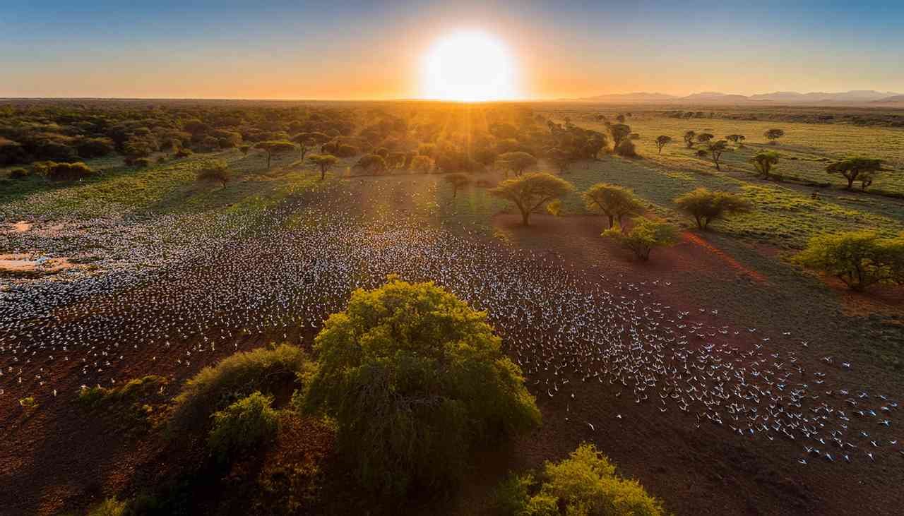 Dove Hunt in Argentina: Ultimate Guide (2024-2025)