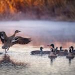 Duck and Goose swimming around in Alabama lake during hunting Season