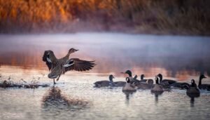 Duck and Goose swimming around in Alabama lake during hunting Season