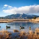 Ducks swimming in a lake in Colorado during hunting season