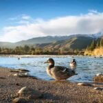 Overview of California duck and goose hunting seasons with details on daily bag limits and season dates across various hunting zones