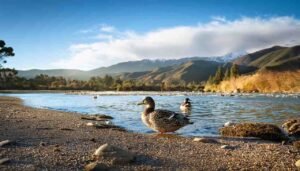 Overview of California duck and goose hunting seasons with details on daily bag limits and season dates across various hunting zones