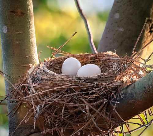 How Long Do Mourning Doves Nest: A Complete Guide