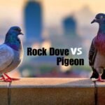 Rock dove and domestic pigeon perched on a ledge, with visible difference